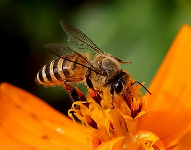 Honeybee Jigsaw Puzzle