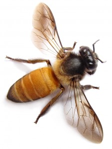 Honeybee Close-up Jigsaw Puzzle