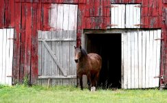 Horse and Barn