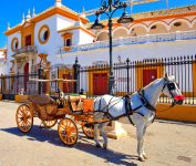 Horse and Carriage