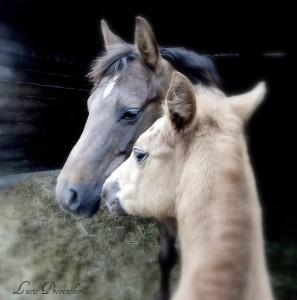 Horse and Mare Jigsaw Puzzle