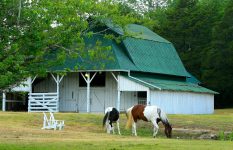 Horse Barn