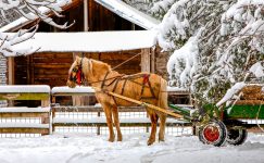 Horse-Drawn Wagon