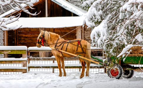 Horse-Drawn Wagon Jigsaw Puzzle