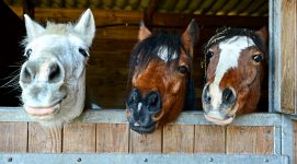 Horse Expressions