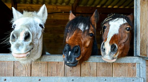 Horse Expressions Jigsaw Puzzle