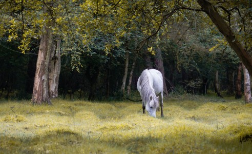 Horse in Forest Jigsaw Puzzle