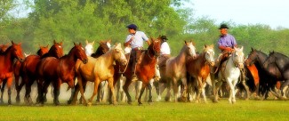 Horse Roundup