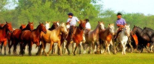 Horse Roundup Jigsaw Puzzle