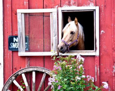 Horse View Jigsaw Puzzle