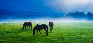 Horses Grazing