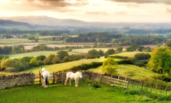 Horses on a Hill