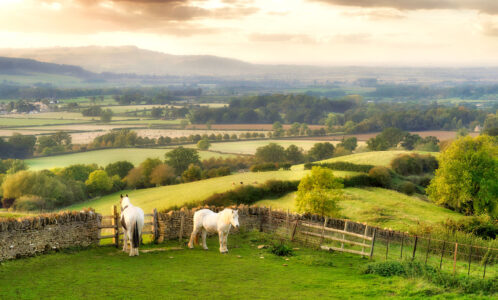 Horses on a Hill Jigsaw Puzzle