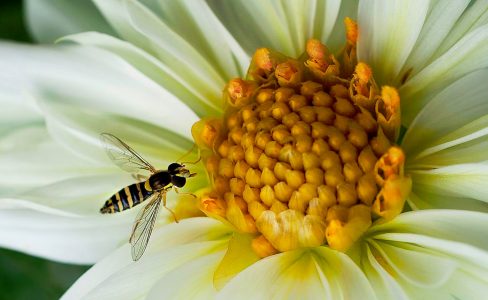 Hoverfly Jigsaw Puzzle