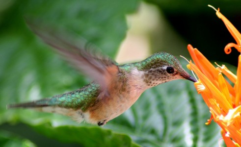 Hummingbird Jigsaw Puzzle