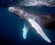 Humpback Whale