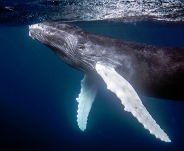 Humpback Whale Jigsaw Puzzle