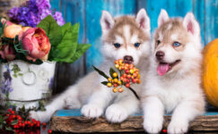 Husky Puppies