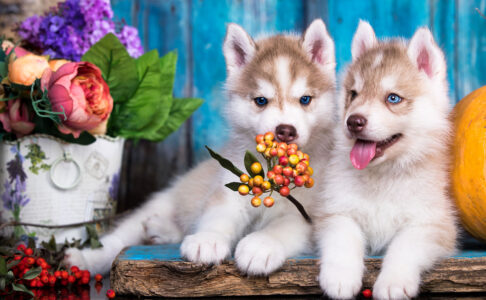 Husky Puppies Jigsaw Puzzle