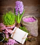 Hyacinth Bulb