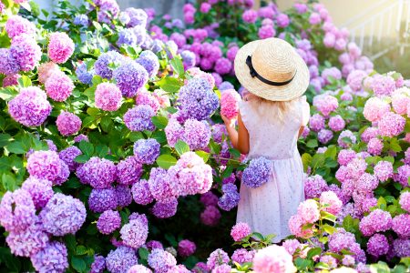 Hydrangea Blooms Jigsaw Puzzle