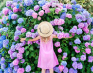 Hydrangea Hug