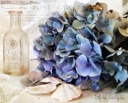 Hydrangea Post Card