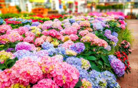 Hydrangeas Jigsaw Puzzle