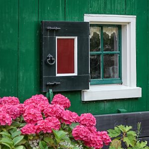 Hydrangeas and Window Jigsaw Puzzle