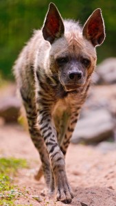 Hyena Jigsaw Puzzle