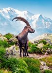 Ibex