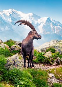 Ibex Jigsaw Puzzle