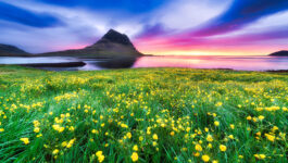 Iceland Meadow