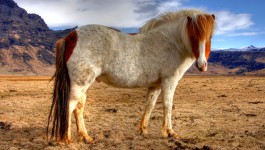 Icelandic Horse