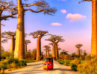 Iconic Baobab Trees