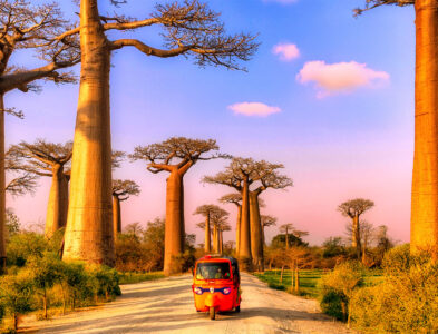 Iconic Baobab Trees Jigsaw Puzzle