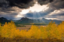 Idaho Aspens