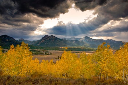 Idaho Aspens Jigsaw Puzzle