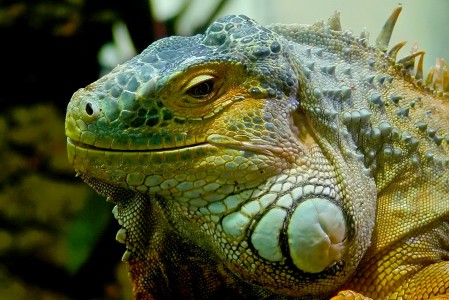 Iguana Jigsaw Puzzle