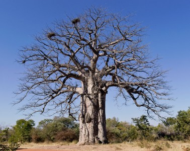 Imbondeiro Tree Jigsaw Puzzle