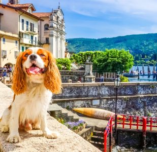 Isola Bella Dog Jigsaw Puzzle