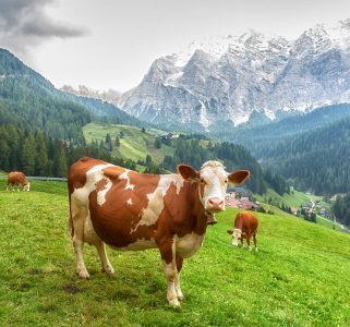 Italian Cow Jigsaw Puzzle