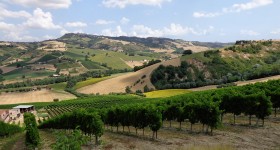 Italian Vineyard