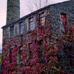 Ivy and Stone