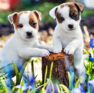 Jack Russell Pups Jigsaw Puzzle