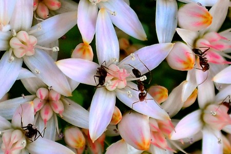 Jade  Jigsaw Puzzle