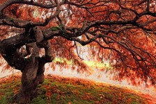 Japanese Maple Tree