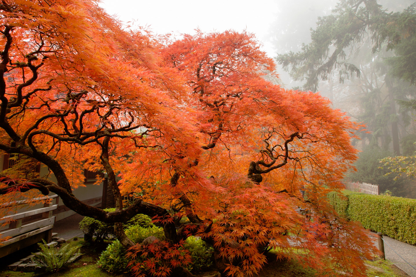 Japanese maple tree seen in Oregon. 