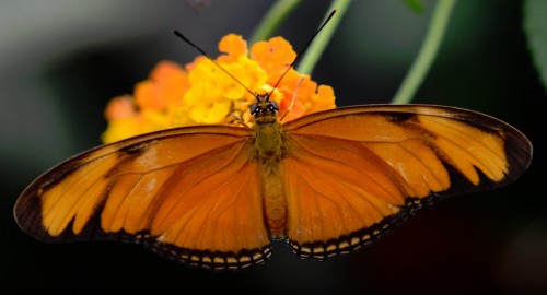 Julia Butterfly Jigsaw Puzzle