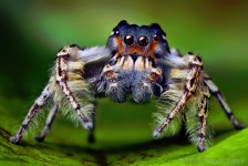 Jumping Spider